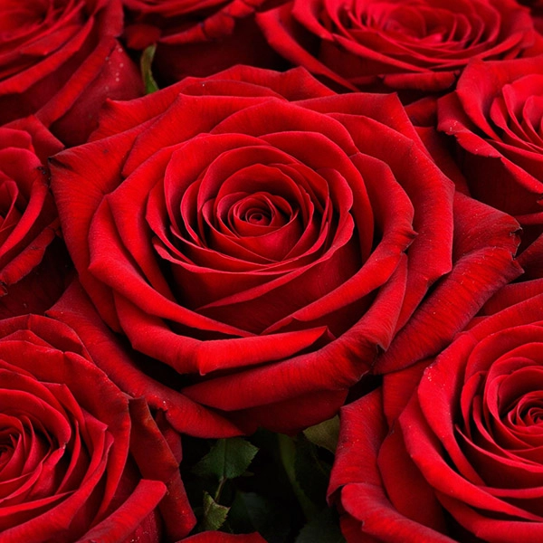 Букет из красных роз 60 см